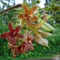 Sterculia foetida L.